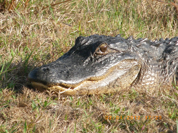Spotting Image 1