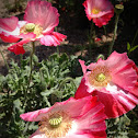 Red Corn Poppy