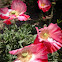 Red Corn Poppy