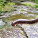 North American Millipede