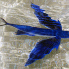 Tropical two-wing flyingfish
