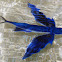 Tropical two-wing flyingfish