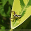 Jumping Spider