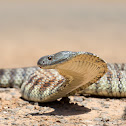 Eastern Tiger Snake