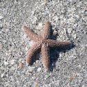 Starfish