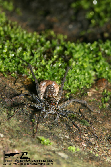 Spotting Image 1