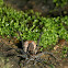 Pond Wolf Spider