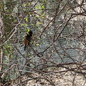 Black-headed Grosbeak