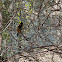 Black-headed Grosbeak