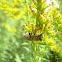 Honey bee