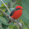 Vermilion Flycatcher (Male)