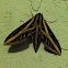 Banded Sphinx Moth