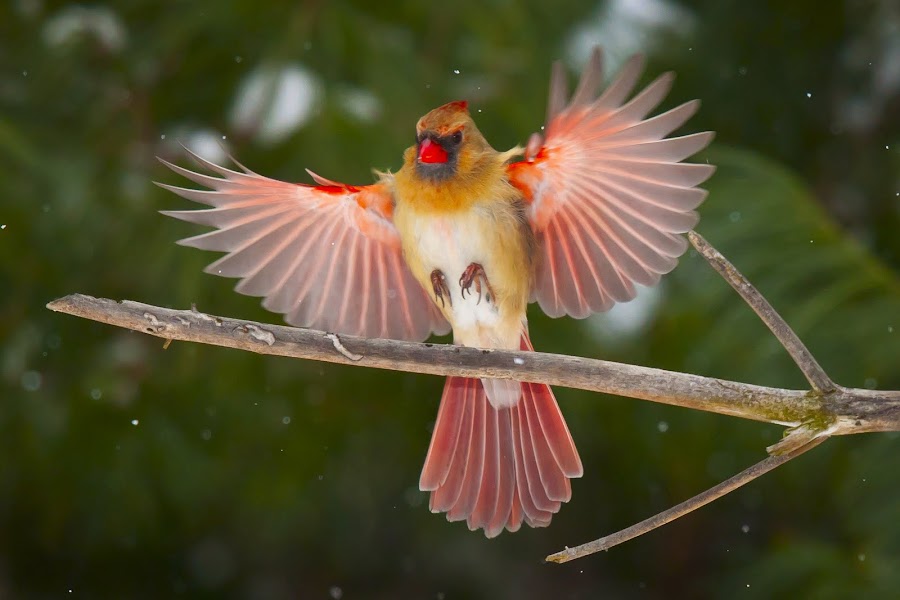 by Steven Burki - Animals Birds