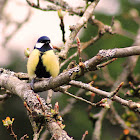 Great tit
