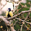 Great tit