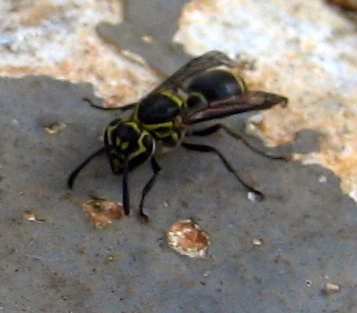 Spotting Image 1