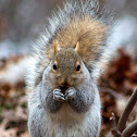 Eastern Gray Squirrel