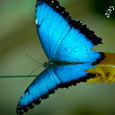 Blue Morpho Butterfly