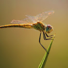 dragonfly