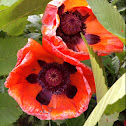 Oriental Poppy