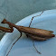 Praying Mantis