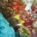 Goldentail moray eel