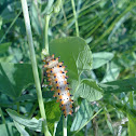 catepillar