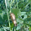 catepillar