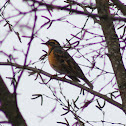 Varied Thrush
