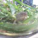 Toad