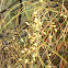 mystery seed pods