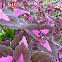 Coleus