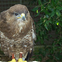 Common Buzzard