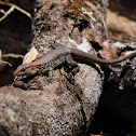 Blotched-flanck Ameiva