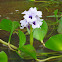 Aguapé Flower