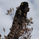 Yellow-tailed Black Cockatoo