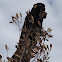 Yellow-tailed Black Cockatoo