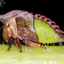 Thorn-mimic treehopper nymph