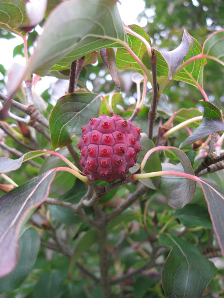 Spotting Image 1