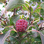 Kousa Dogwood