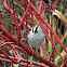 white crowned sparrow