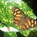 Banks' Brown