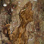 Northern Leaf-tailed Gecko