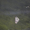 Monarch (leucistic)
