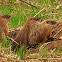 Groundhog