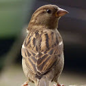 Female House Sparrow