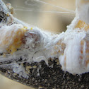 Cottony cushion scale