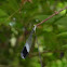 Helicopter Damselfly