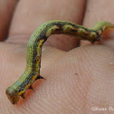 Moth Caterpillar