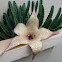 Carrion Plant